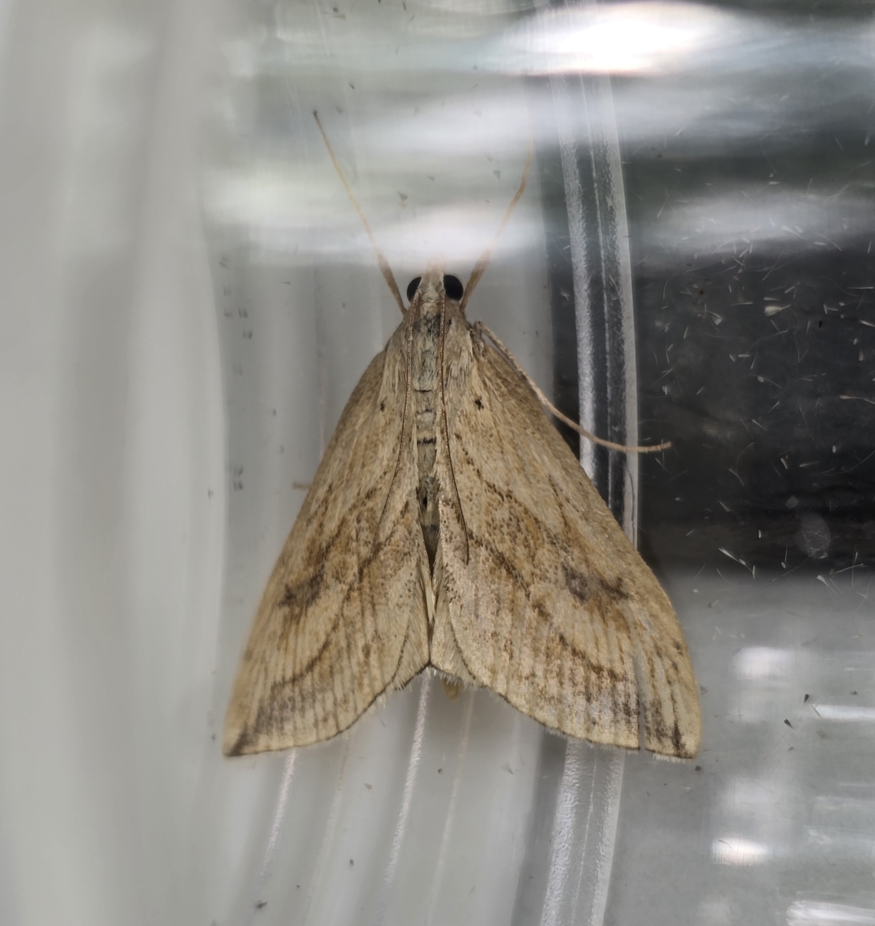 Photo of Garden Pebble (Evergestis forficalis)